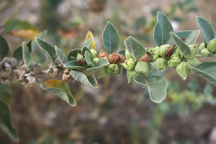 Ashwagandha Extract (Withania Somnifera) decrease body fat