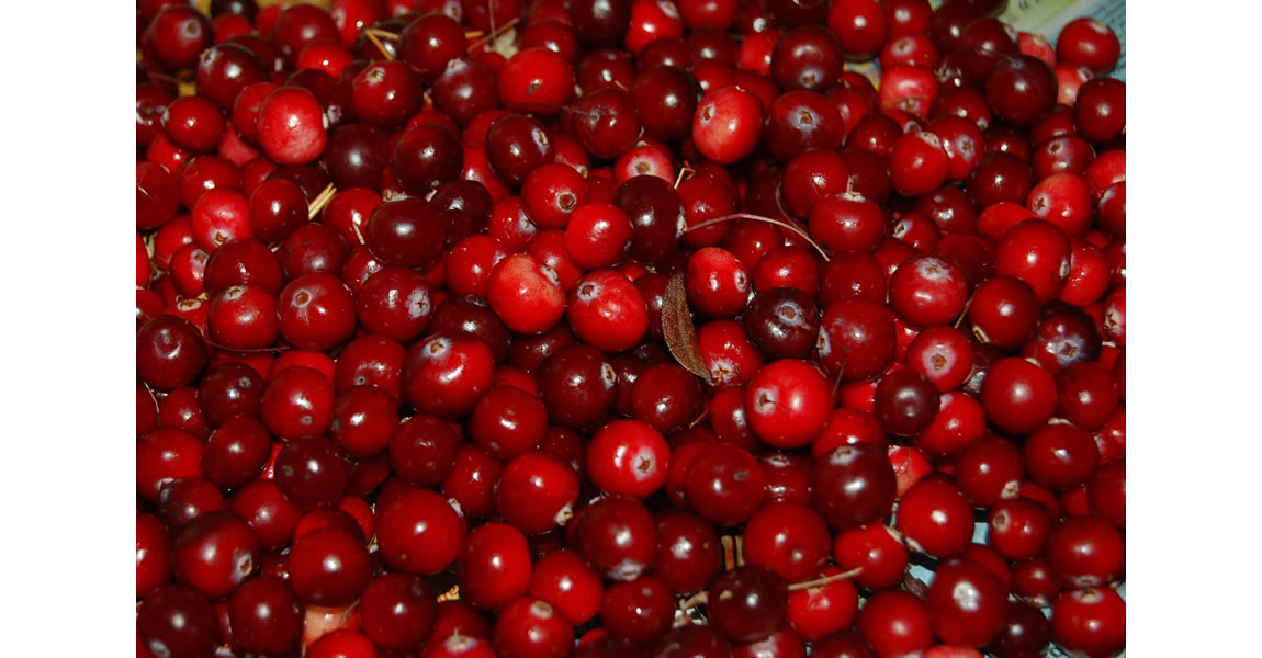 Cranberry Extract prevent urinary tract infections