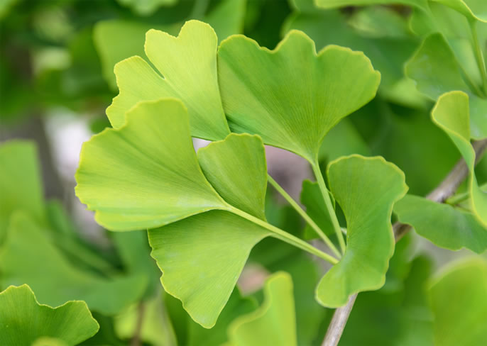 Ginkgo Biloba decrease cortisol levels
