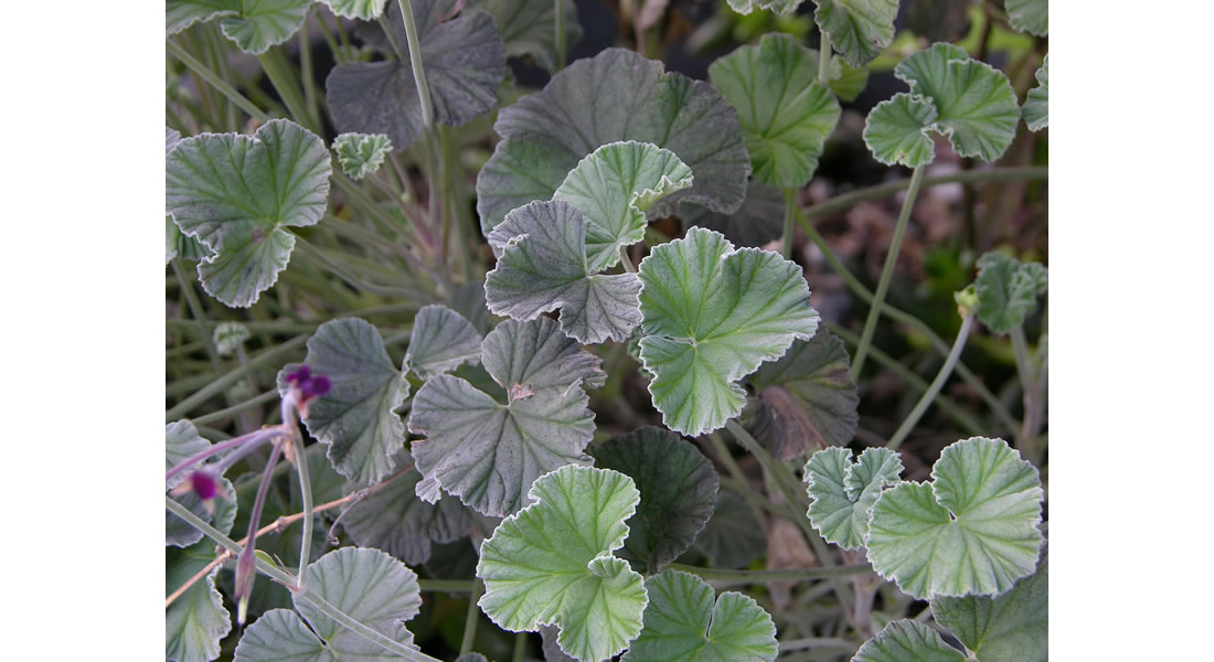 Umckaloabo (Pelargonium Sidoides) reduce severity of the common cold